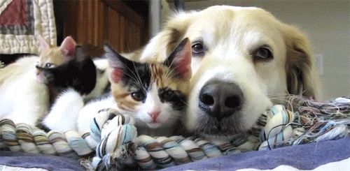 The image shows a golden retriever lying on a woven blanket with two kittens. One kitten is calico-colored and directly in front of the dog, while the other, a grey kitten, is partially visible behind the dog.